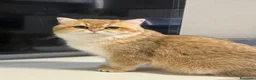 British gatti in vendita: British maschio  - Annuncio 2