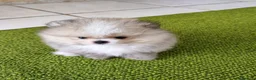 Volpino Pomerania cani in vendita: Volpini spitz pomerania toy - Annuncio 3