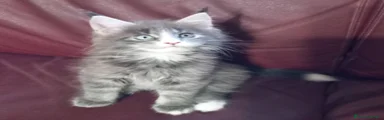 Maine Coon 1