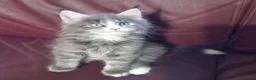 Maine Coon gatti in vendita: Maine coon occhi blu/impari a Provincia di Cremona - Annuncio 6