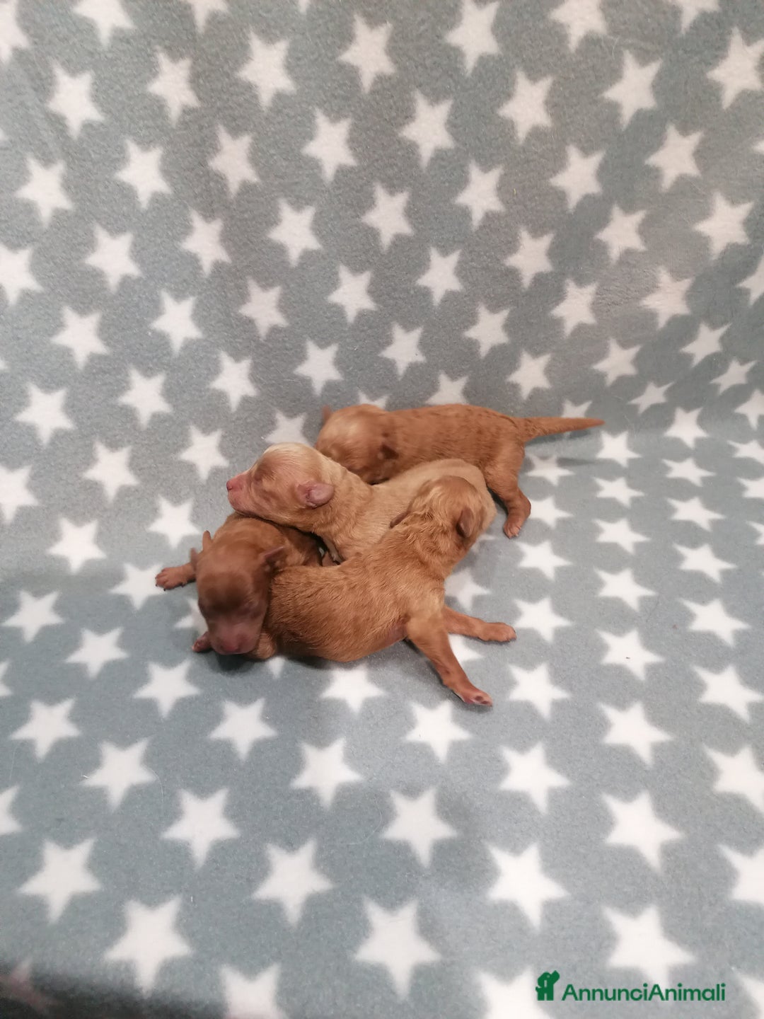 Barboncino cani in vendita: Barboncino nano cuccioli - Annuncio 6