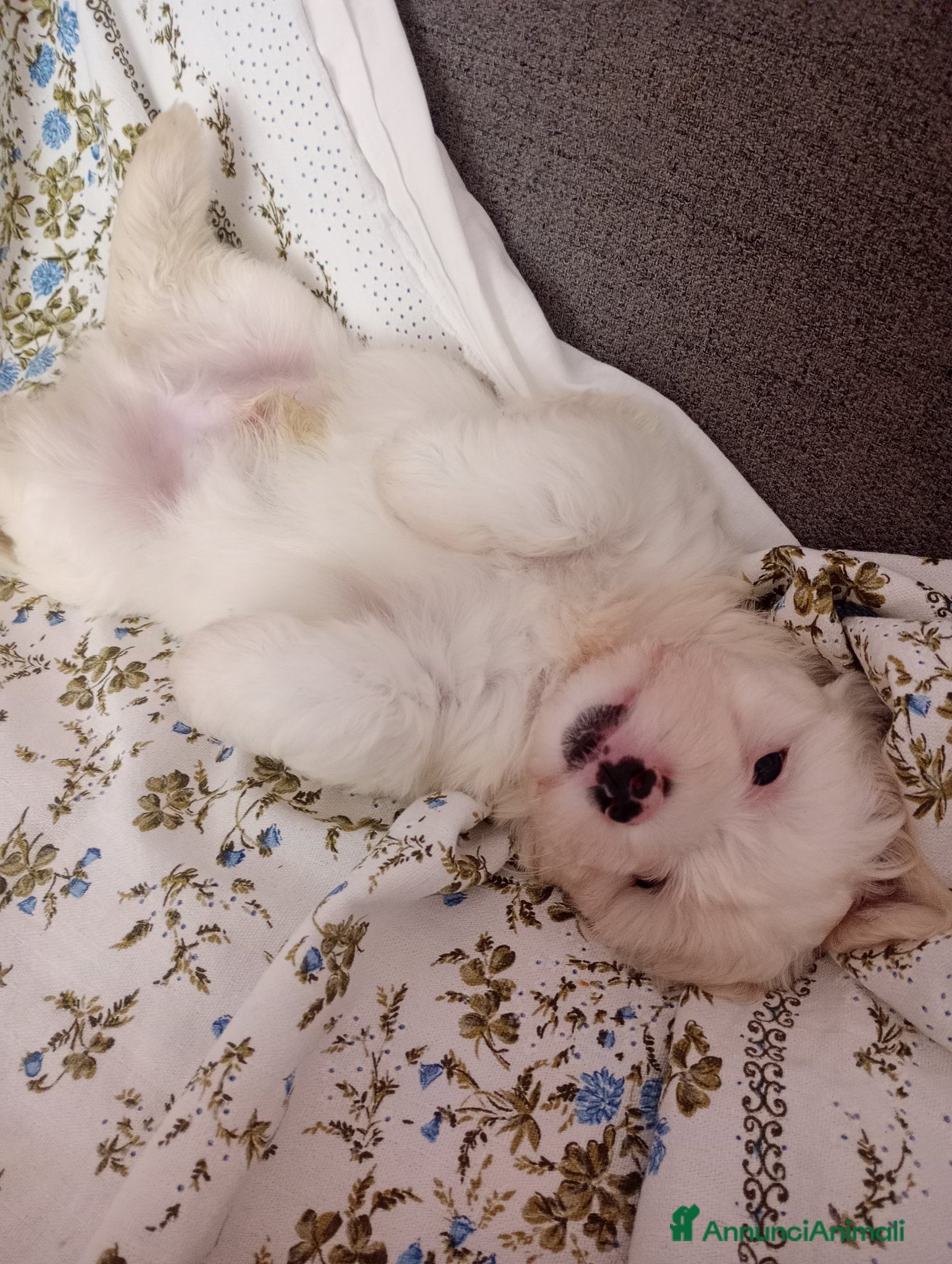 Maltese cani in vendita: Maltese  a Provincia di Parma - Annuncio 1