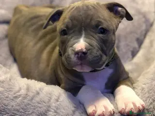 Pitbull cani Disponibili cuccioli di Pitbull - Annuncio 6