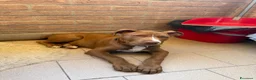 Pitbull cani in regalo: Pitt bull blue nose  a Provincia di Reggio Emilia - Annuncio 1