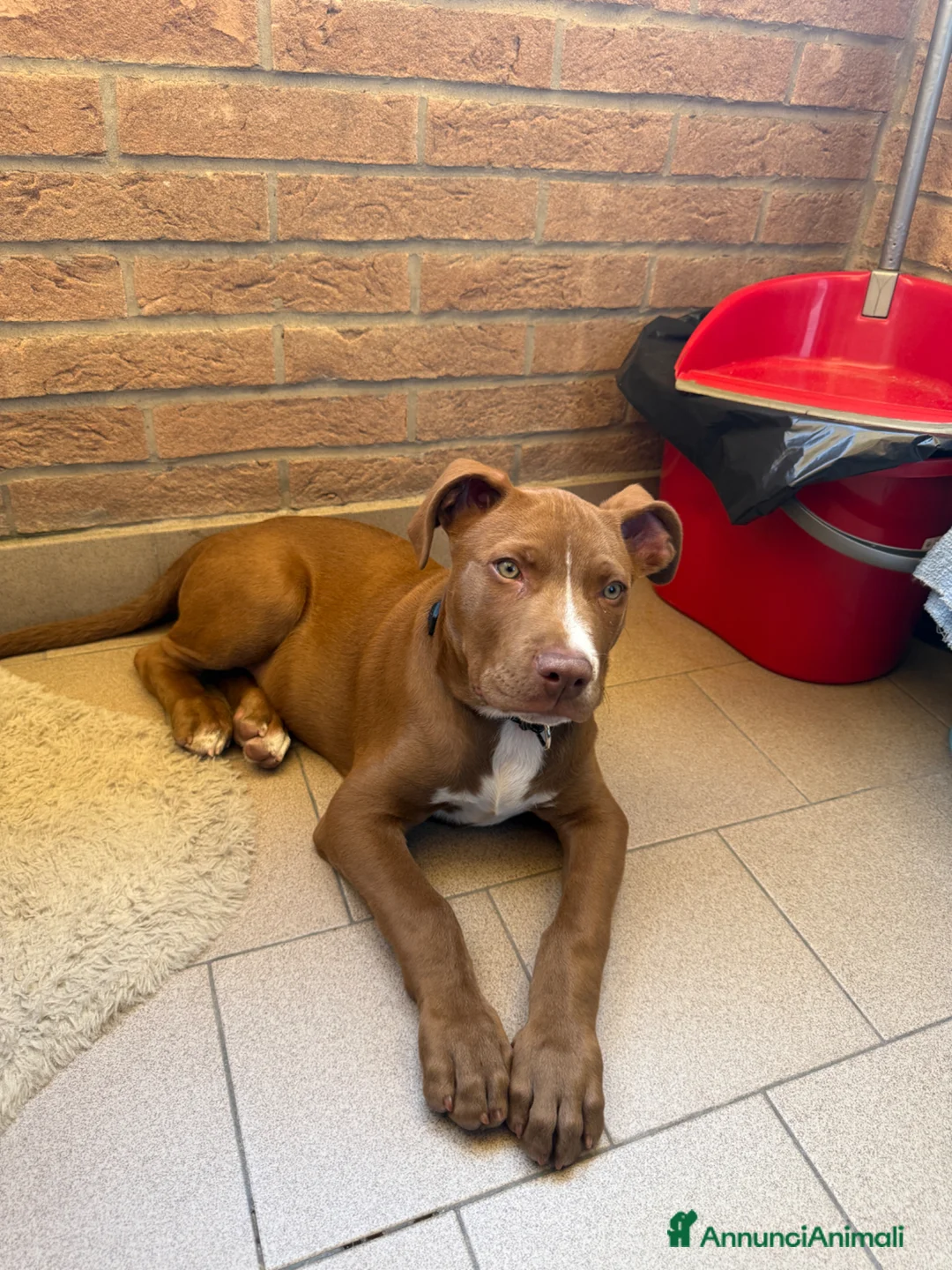Pitbull cani in regalo: Pitt bull blue nose  a Provincia di Reggio Emilia - Annuncio 1