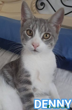 Europeo gatti Dolce micino da adottare, DENNY! - Annuncio 8