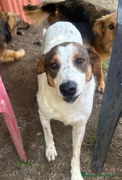 Meticcio cani 4anni INVISIBILE E DIMENTICATO IN RUFUGIO.NAPOLI a Città Metropolitana di Milano - Annuncio 24