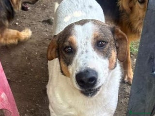 Meticcio cani 4anni INVISIBILE E DIMENTICATO IN RUFUGIO.NAPOLI a Città Metropolitana di Milano - Annuncio 18