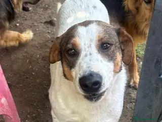 Meticcio cani 4anni INVISIBILE E DIMENTICATO IN RUFUGIO.NAPOLI - Annuncio 34