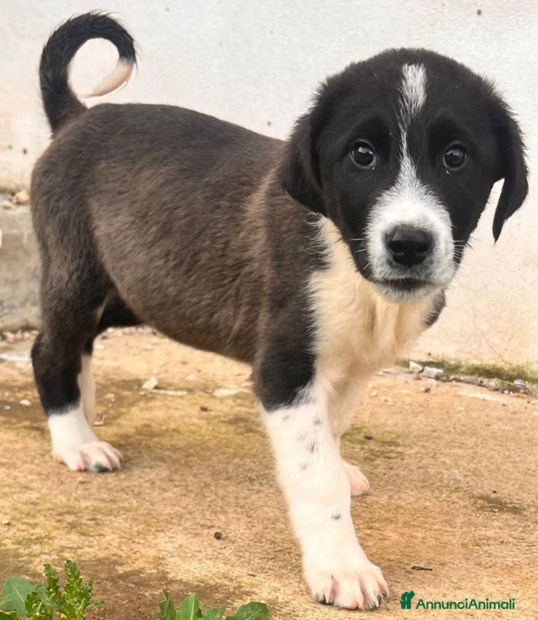 Meticcio cani in regalo: Cuccioli bellissimi e giocherelloni - Annuncio 4