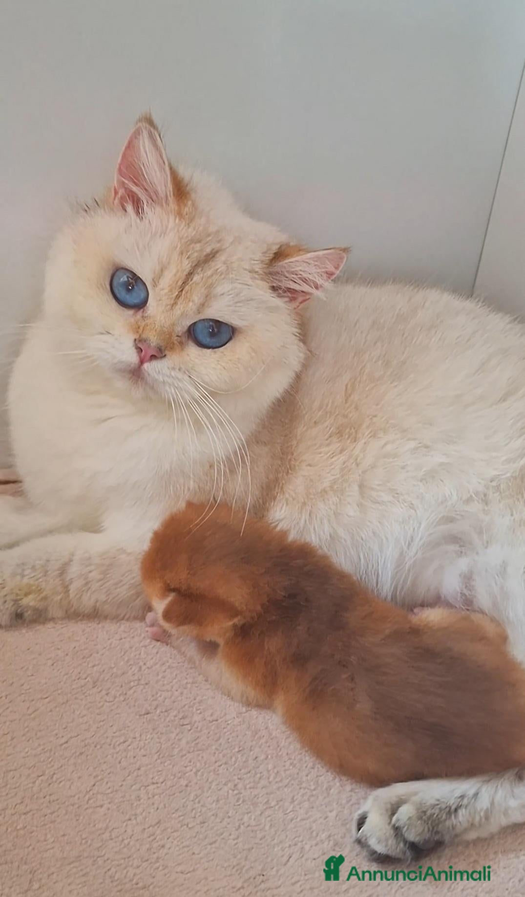 Scottish gatti Scottish Fold  - Annuncio 36