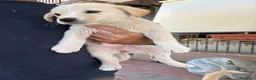 Meticcio cani in regalo: Cuccioli Simil Labrador in regalo a Città metropolitana di Roma Capitale - Annuncio 5