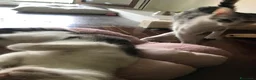 Meticcio gatti in regalo: Viola e Ciambella bellissime micine cercano casa! - Annuncio 9