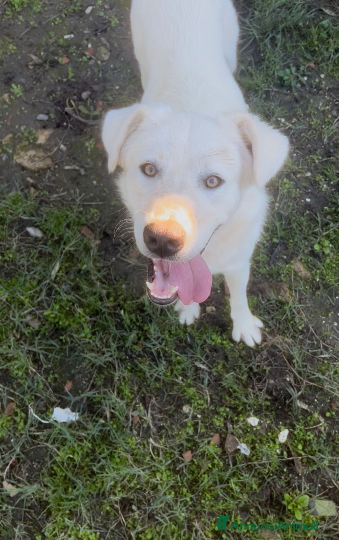 Meticcio cani in regalo: GUE’ 💙 - cucciolo splendido: nessuno chiama 😢🥺 - Annuncio 6