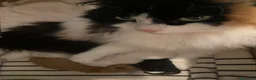 Siberiano gatti in vendita: Cuccioli di Siberiano pedigree Anfi  - Annuncio 2