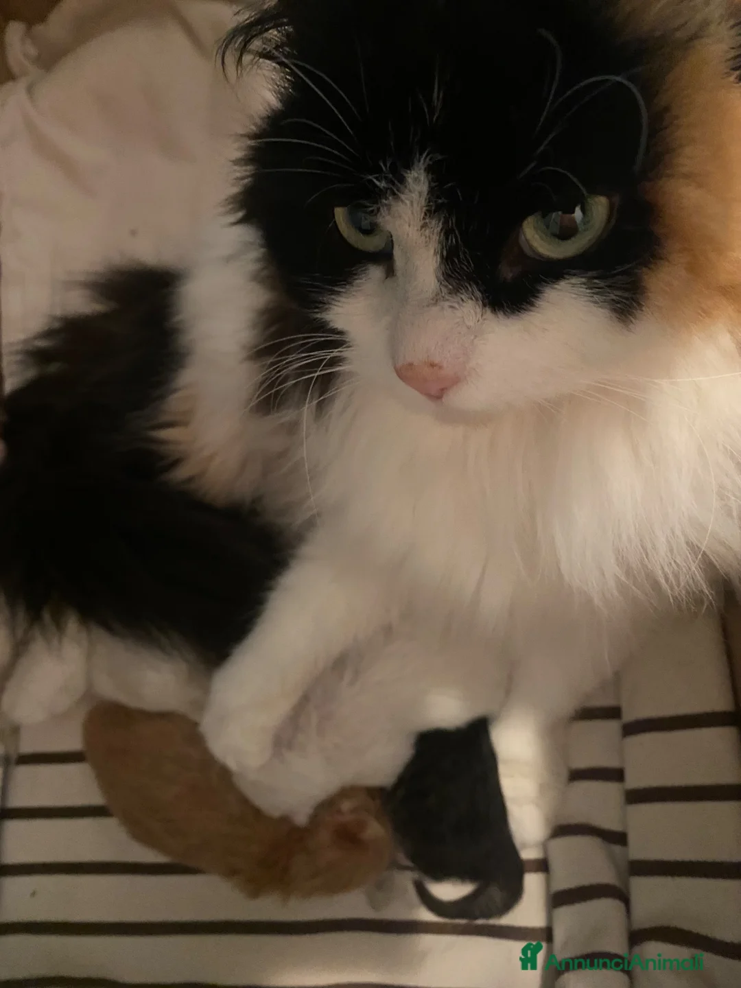 Siberiano gatti in vendita: Cuccioli di Siberiano pedigree Anfi  - Annuncio 2