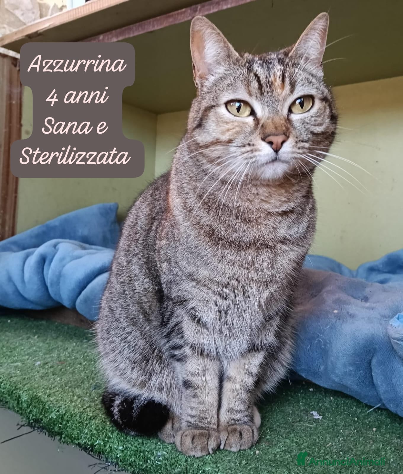 Altre razze gatti Tanti gattini desiderosi di trovare famiglia  - Annuncio 19