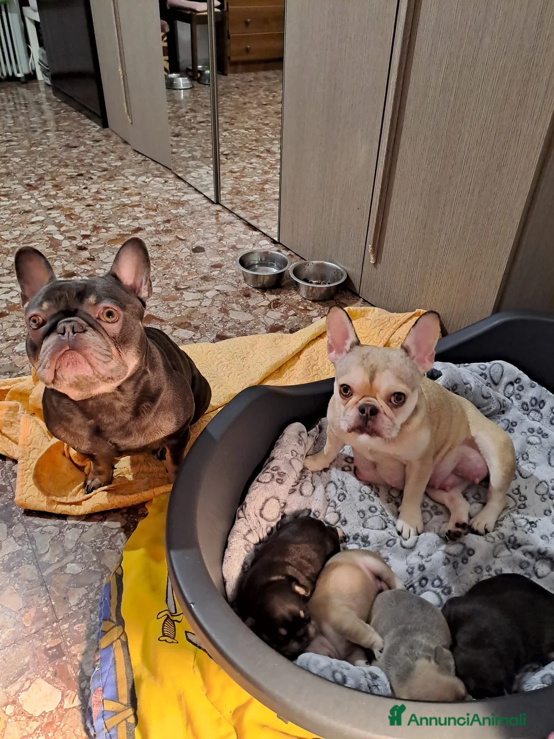 Bulldog Francese cani in vendita: I cucciolini di bulldog francese esotici - Annuncio 1