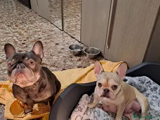 Bulldog Francese cani I cucciolini di bulldog francese esotici - Annuncio 1