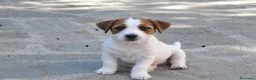Jack Russell cani in vendita: Cuccioli Jack Russell ruvido - Annuncio 1