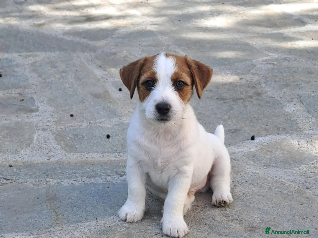 Jack Russell cani in vendita: Cuccioli Jack Russell ruvido - Annuncio 1