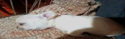 Chihuahua cani in vendita: Chihuahua con genealogia multi campioni ENCI  - Annuncio 17