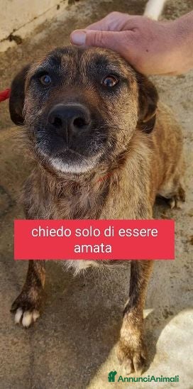 Meticcio cani SAMIRA unica sopravvissuta - Annuncio 26