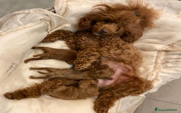 Barboncino cani in vendita: BARBONCINI FULVI TOY E NANI CON PEDIGREE a Vercelli - Immagine 9