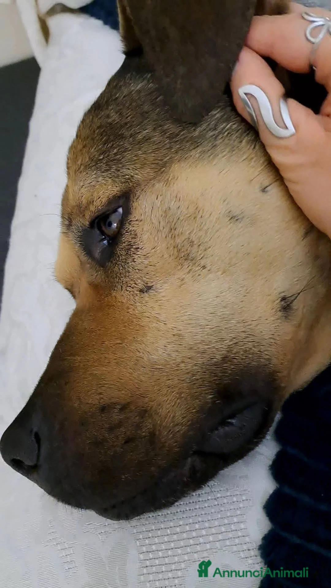 Meticcio cani in regalo: BOBBY CUOREAMORE CERCA  FAMIGLIA - Annuncio 15