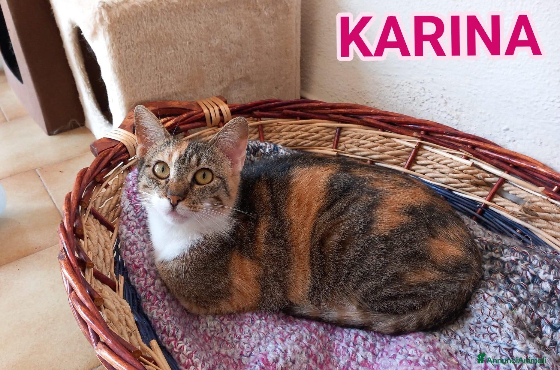 Europeo gatti Gatta tricolore da adottare, KARINA ! - Annuncio 14
