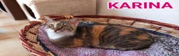 Europeo gatti in regalo: Gatta tricolore da adottare, KARINA ! - Annuncio 1