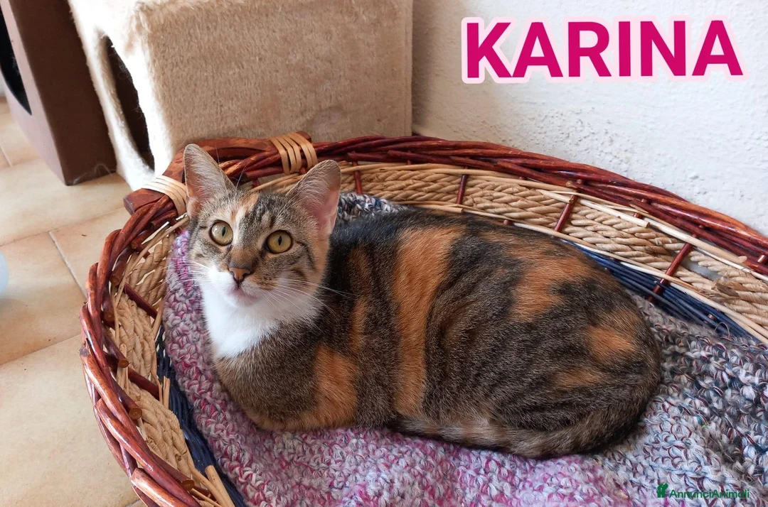 Europeo gatti in regalo: Gatta tricolore da adottare, KARINA ! - Annuncio 1