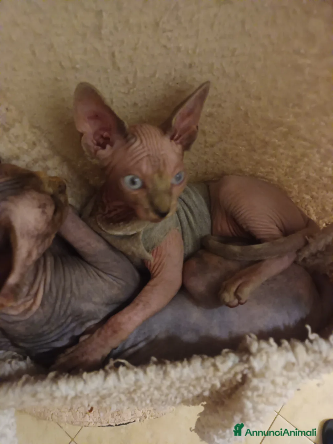 Sphynx gatti in vendita: Gatto nudo maschietto - Annuncio 4