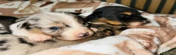 Australian Shepherd cani in vendita: Cuccioli di pastore australiano  - Annuncio 2