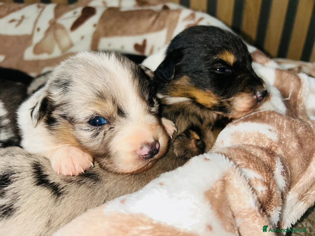 Australian Shepherd cani in vendita: Cuccioli di pastore australiano  - Annuncio 2