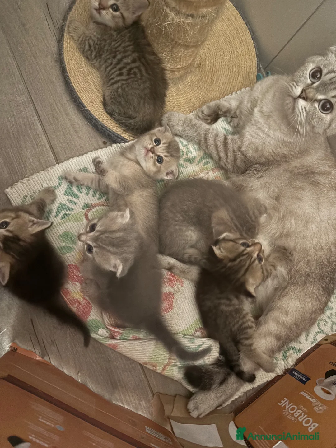 British gatti in vendita: Scottish fold sthrait  - Annuncio 2