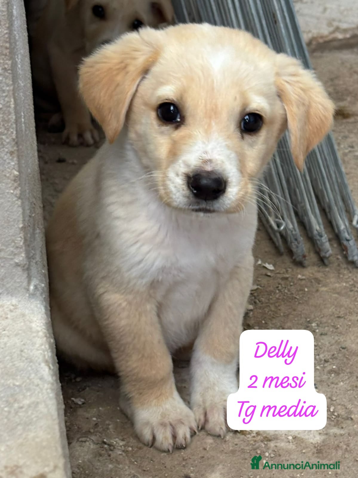 Meticcio cani Cuccioli, non hanno chiesto di nascere  - Annuncio 33