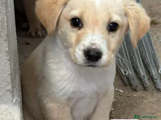 Meticcio cani Cuccioli, non hanno chiesto di nascere - Annuncio 33