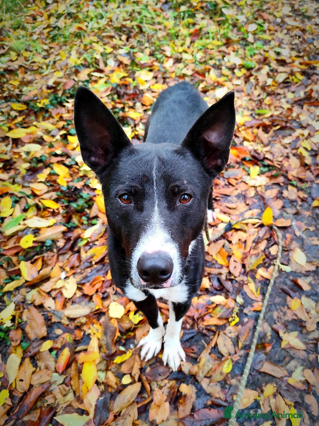 Meticcio cani in regalo: Ringo, taglia media!  - Annuncio 2