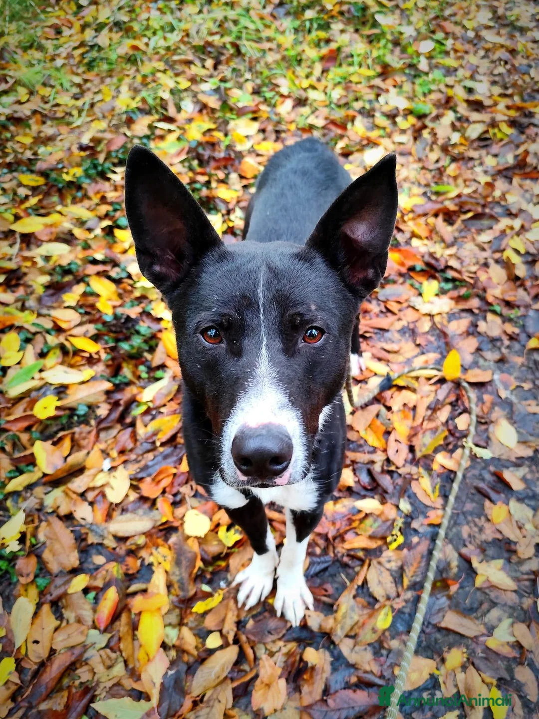 Meticcio cani in regalo: Ringo, taglia media!  - Annuncio 2