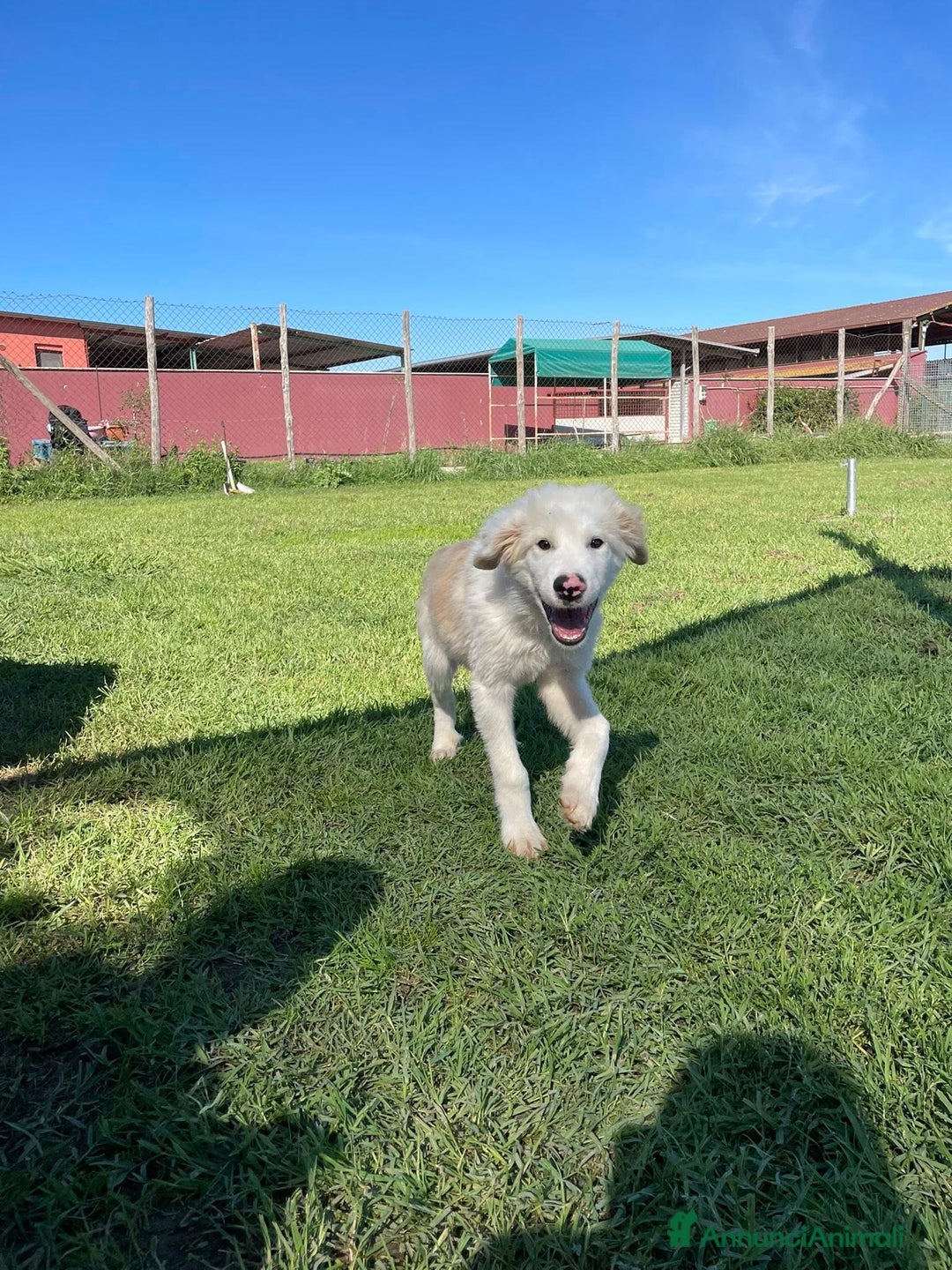 Pastore Maremmano cani in regalo: Cesare, cucciolo dal nasino maculato - Annuncio 10