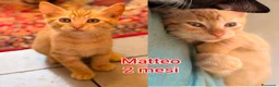 Altre razze gatti in regalo: GATTINI BISOGNOSI IN ADOZIONE  a Città Metropolitana di Bologna - Annuncio 2