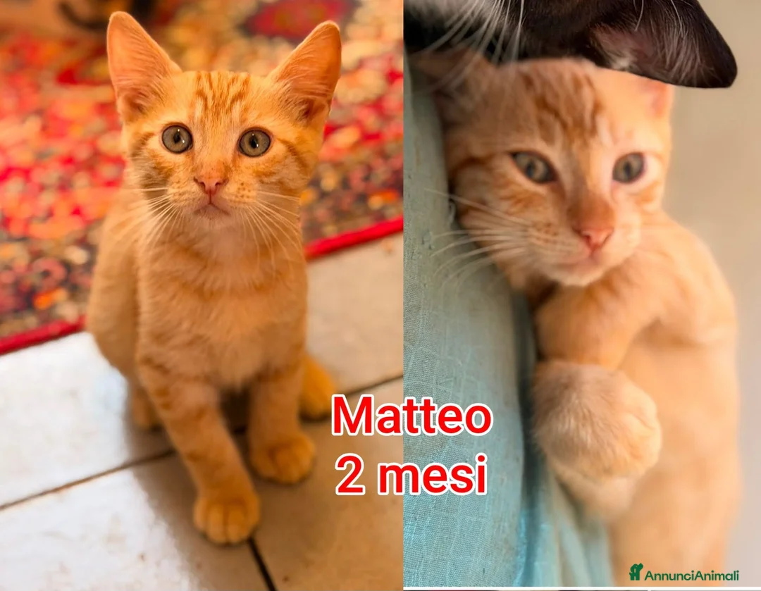 Altre razze gatti in regalo: GATTINI BISOGNOSI IN ADOZIONE  a Città Metropolitana di Bologna - Annuncio 2