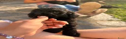 Barboncino cani in vendita: Barboncino nano - Annuncio 6
