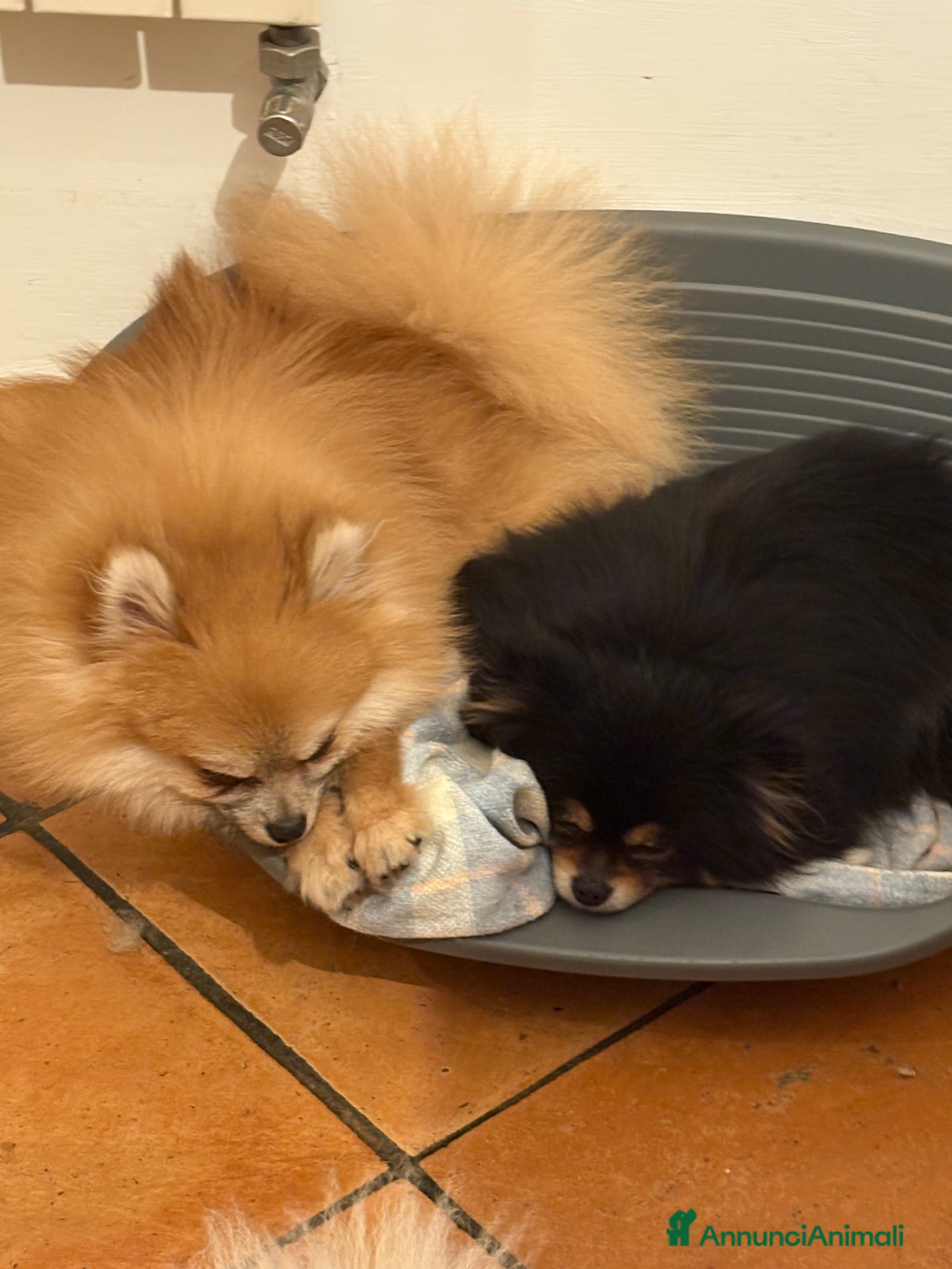 Volpino Pomerania cani Spitz di pomerania nano  - Annuncio 2