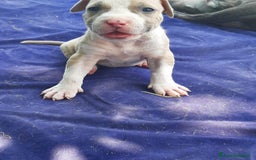 Staffordshire cani in vendita: Amstaff  - Immagine 5