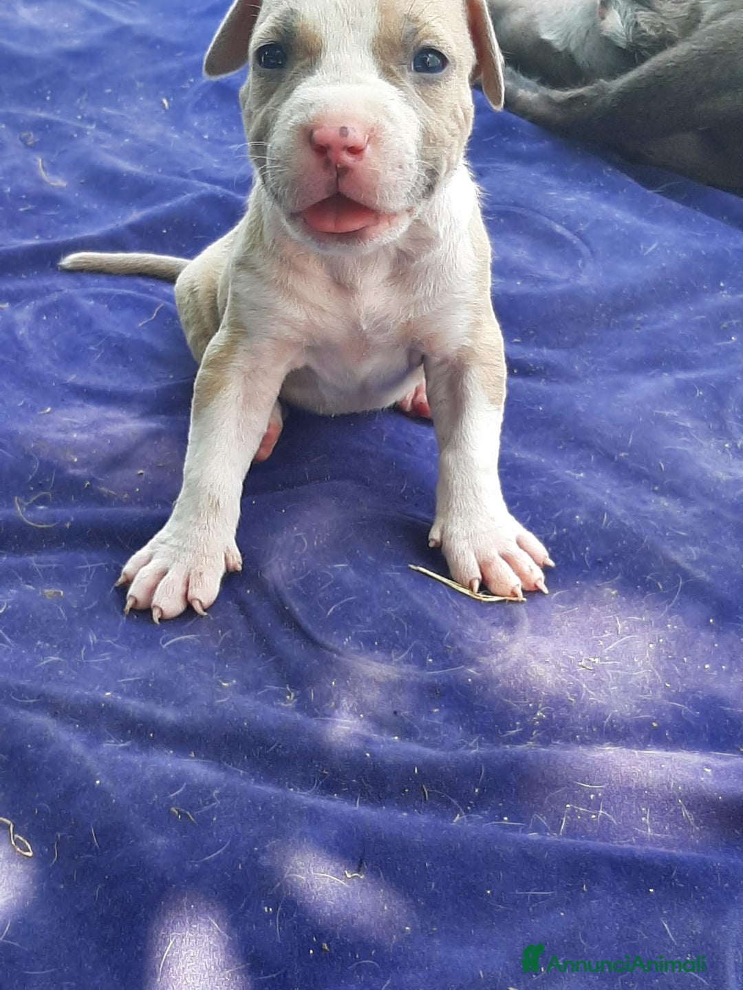 Staffordshire cani in vendita: Amstaff  - Immagine 5