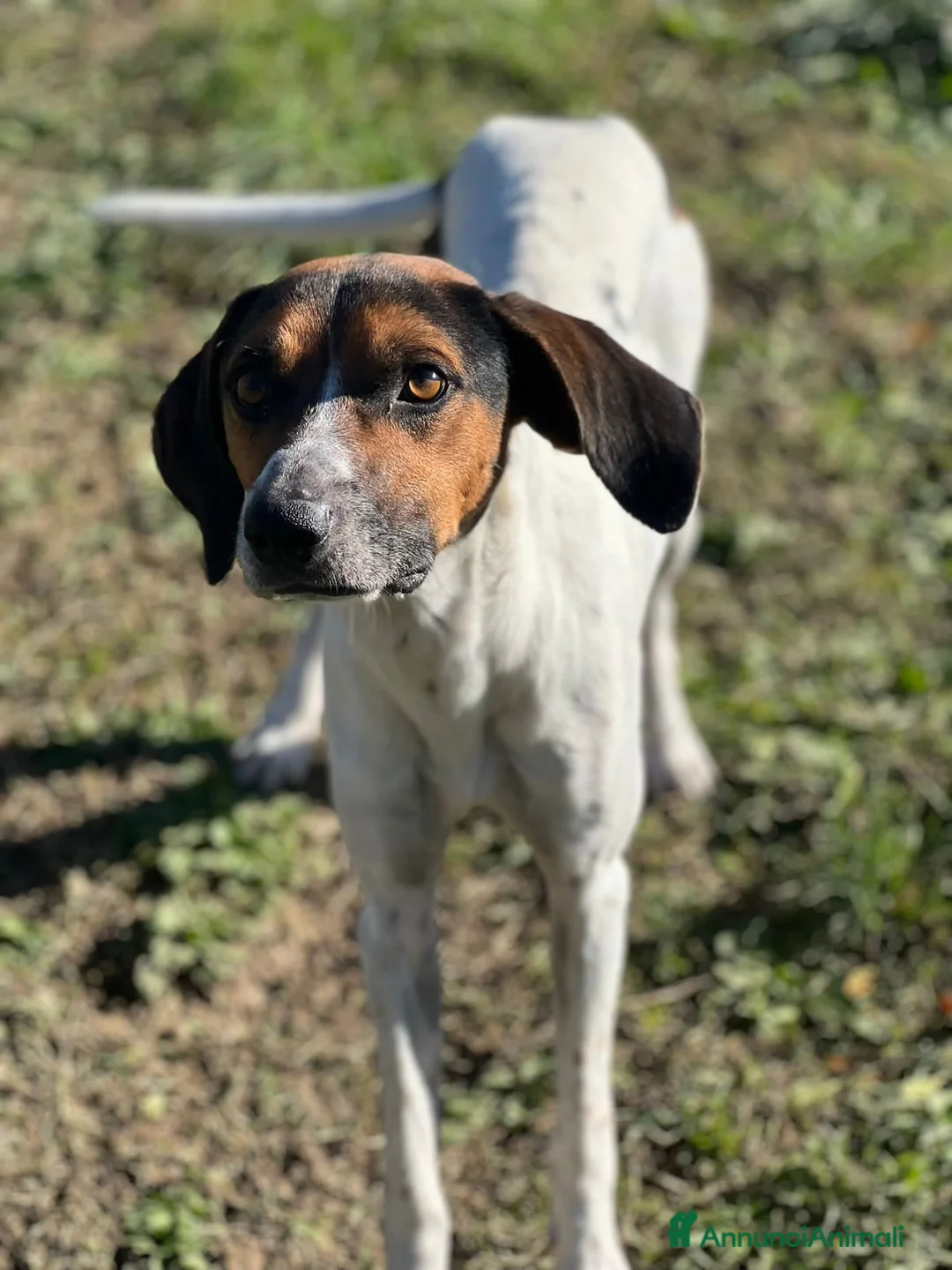 Meticcio cani in regalo: TWIST vagava in cerca di cibo! - Annuncio 3