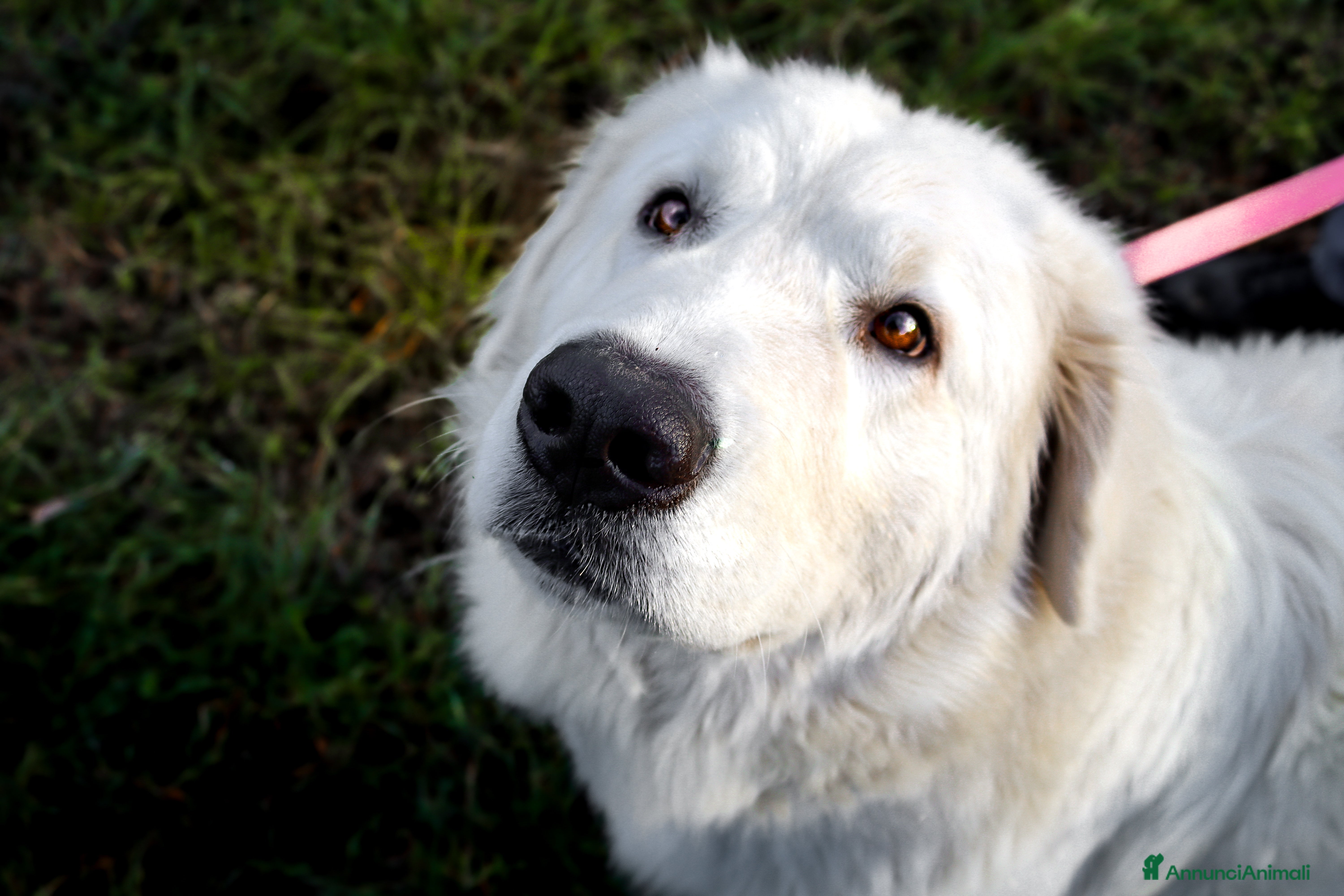 Pastore Maremmano cani Sidney; Cagnolina con Cuore D’oro  - Annuncio 1