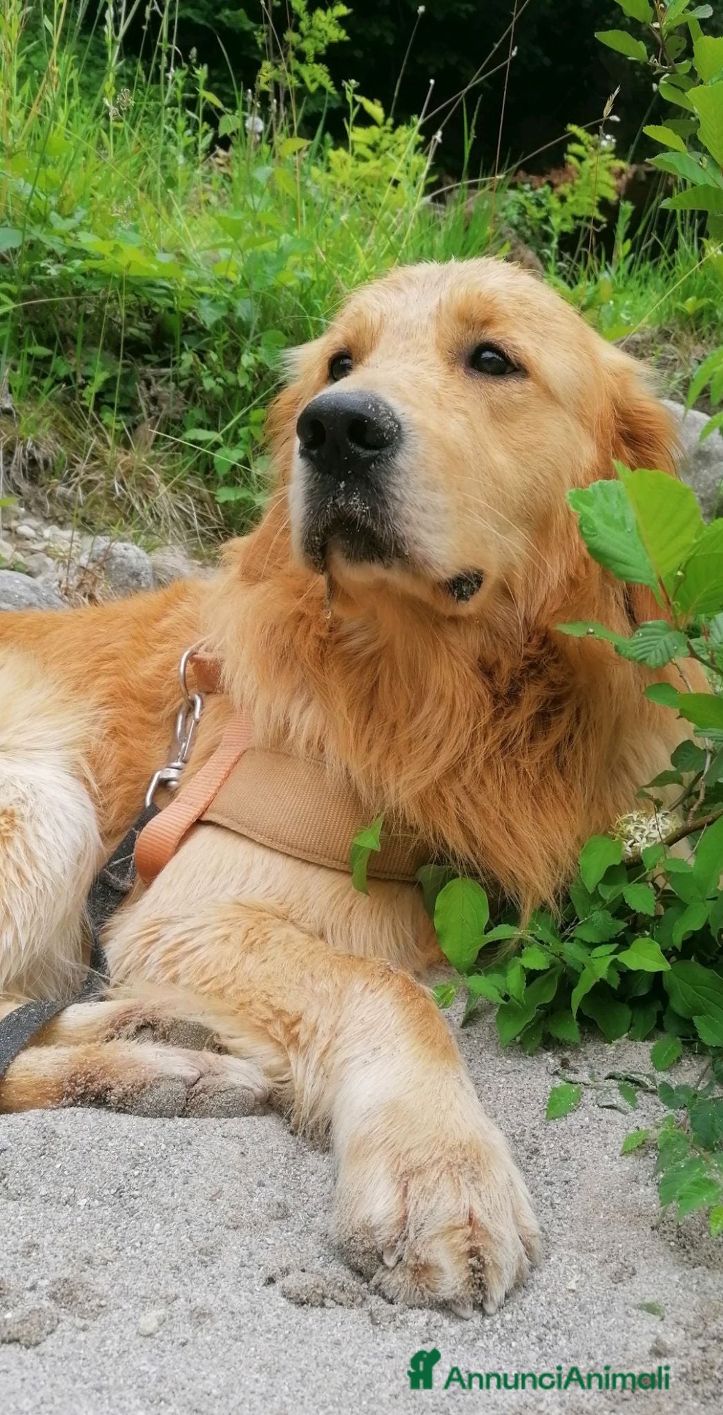 Golden Retriever cani Sebastian - Annuncio 1